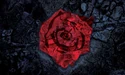 Rose Flag