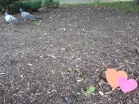 VI Foto Leśne Serce