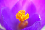 Crocus macro crop