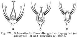 Hegi ovary