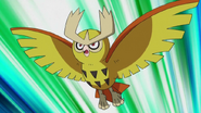 Noctowl