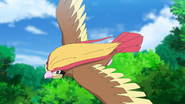 Ash's Pidgeot