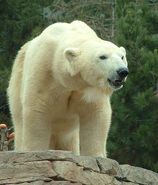 Icebird (Polar Bear Mode)