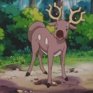 Stantler anime