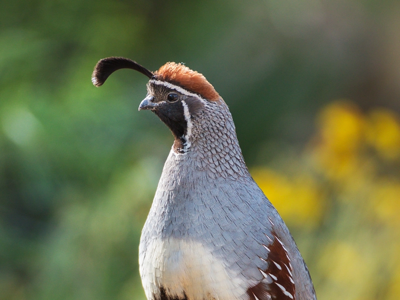 Gambel's quail - Wikipedia