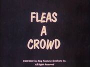 Fleas crowd