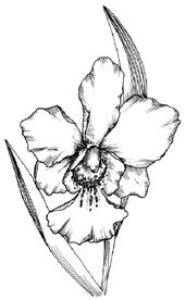 Orchid.jpg