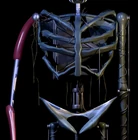 Close Up on the Body