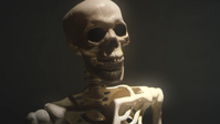 Skeleton2018