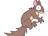 Squirrel