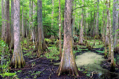 Swamp