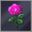Pink Rose
