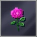 Pink Rose
