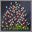 Willow Catkin