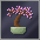 Cherry Bonsai