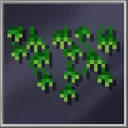 Ivy Plant
