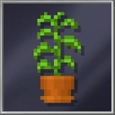 House Plant