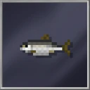 Herring (Medium)