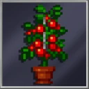 Potted Tomato