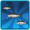 Herring