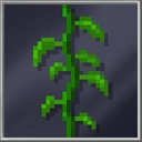 Vine
