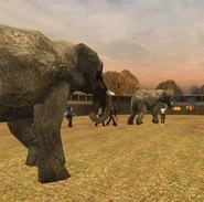 Elephants amongst civilians, as seen in Earl's Elephant Ranch and Grill.