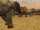 Elephants