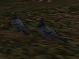 Pigeons