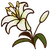White Lily