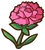 Pink Carnation