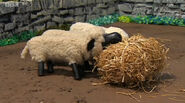 Alf Thompson's Sheep