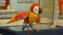 BernietheParrot