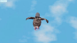 PostmanPat'sPigeonPost
