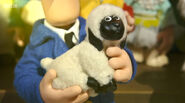 Pat the Lamb