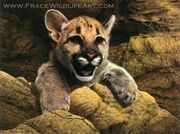 Cougar cub