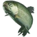 SLAP TROUT 