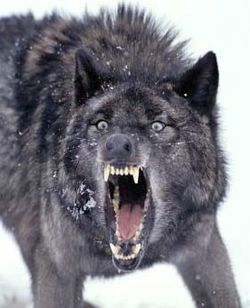 Wolf.jpg