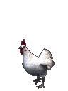 Chicken dance.gif