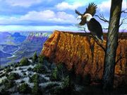 Grand-canyon-lookout-harold-shull