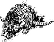 Armadillos img 0