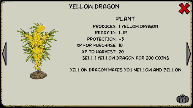 Yellow dragon plant