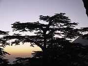 220px-Cedararz
