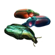 Scarab-beetle