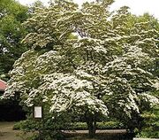220px-Bgbo cornus kousa var chinensis ies.jpg