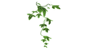 Poison Ivy