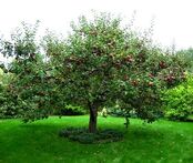 Apple 325 app1