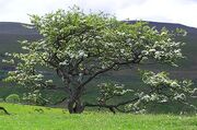 Hawthorn tree