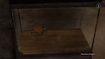 The Natterjack Toad outside of the Magical Menagerie