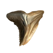 Shark-fang-lrg