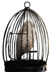 Hedwig in a cage ("").